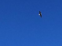 Bald Eagle Soars over Sinclair, Wyoming