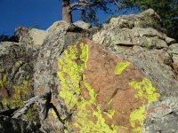 Crystal Lakes Lichens at Jerry's Acres
