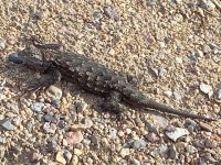 Lizard