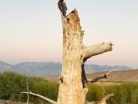 rare rabbit tree