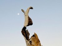 rare rabbit tree