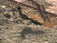 FOY Roadrunner Paisano Pete