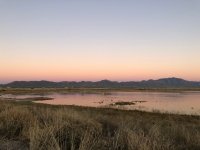 Boondocking with Sandhill Cranes