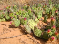 Spring Cactus Bloom in Capitol Reef National Park