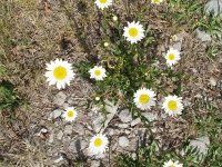 Summer Daisies in historic downtown Lake City, CO