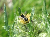 Bee collects pollen on nettle at Tom Griffin Lake