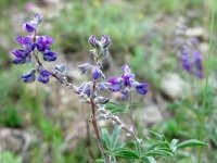 Colorado wildflowers at upper Vickers Ranch