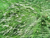 Fresh cut hay in the Vickers Ranch hayfield