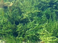 Water plants thrive near beaver dam at Schwabacher Landing