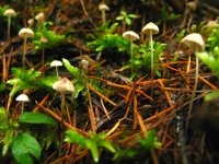 Clearwater National Forest Idaho Mushrooms