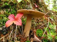 Clearwater National Forest Idaho Mushrooms