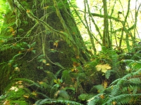 Big mossy trees in the Hoh Rainforest, Washington