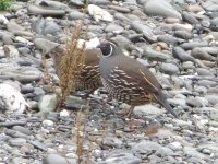 Rogue River Quail on Jerrys Flats