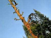 thousands year old cedar tree Shasta, CA