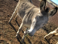 grey donkey Arizona ranch caretaking
