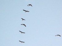 cranes in flight over Arizona ranch