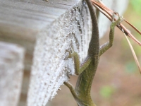 Lizard in the Big Thicket