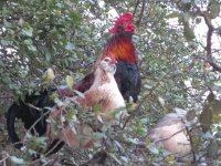 Chickens roosting in tree at Luckenbach, TX