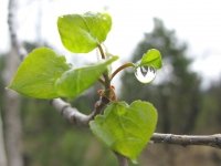 pike national forest aspen raindrop