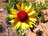 Rocky Mountain Wildflower