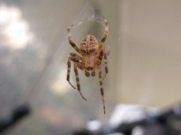 Rocky Mountain Colorado Spider