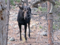 Moose in our Crystal Lakes back yard!