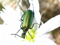 Anza Borrego Desert Bug