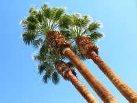 Borrego Springs Palm Trees
