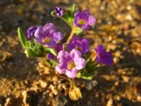 Tiny Spring Desert Flowers near Organ Pipe Natl. Monument