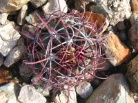 Fish Hook Cactus in Organ Pipe National Monument