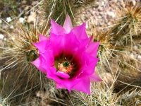 Flowering Hedgehog Cactus in Organ Pipe National Monument