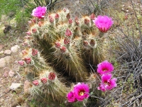 Flowering Hedgehog Cactus in Organ Pipe National Monument