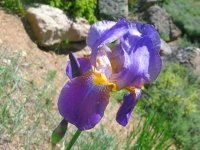 Iris blooms at Jerry's Acres