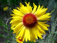 Rocky Mountain Colorado Wildflower