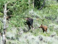 Crystal Lakes Colorado Moose Cow with Calf
