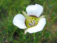 Rocky Mountain Colorado Wildflower