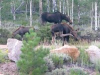 Crystal Lakes Moose Cow and Calves out our window