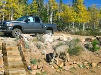 Crystal Lakes Colorado Front Yard Deer