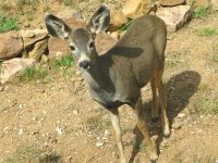 Crystal Lakes Colorado Front Yard Deer