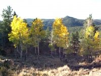 Crystal Lakes Colorado Aspen Fall Colors