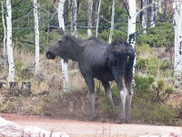Crystal Lakes Colorado Moose Cow