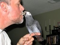 African Grey Parrot at Shapiro Zoo
