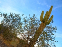 Quartzite Arizona Cactus