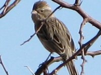 Elfrida Arizona Wild Bird