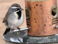 Elfrida Arizona Ranch Wild Bird