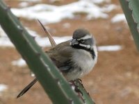 Elfrida Arizona Ranch Wild Bird