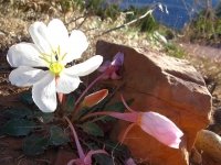 Dewey Utah Wildflower