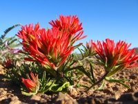 Dewey Utah Wildflower