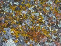 Colorado Rocky Mountain Lichens