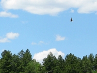 Bald Eagle Soars over Red Feather Lakes, CO